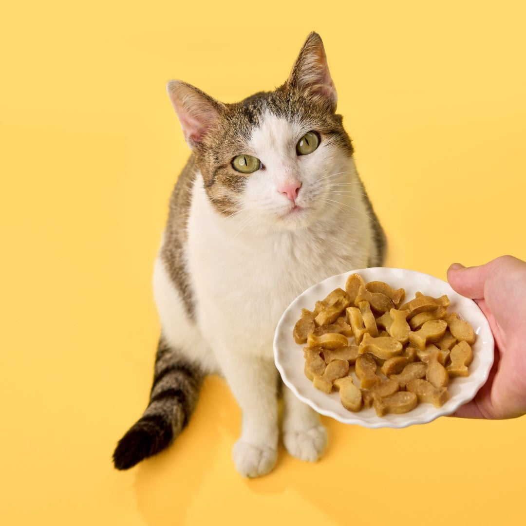 BoneItUp® Cat Edition Homemade Treats Kit