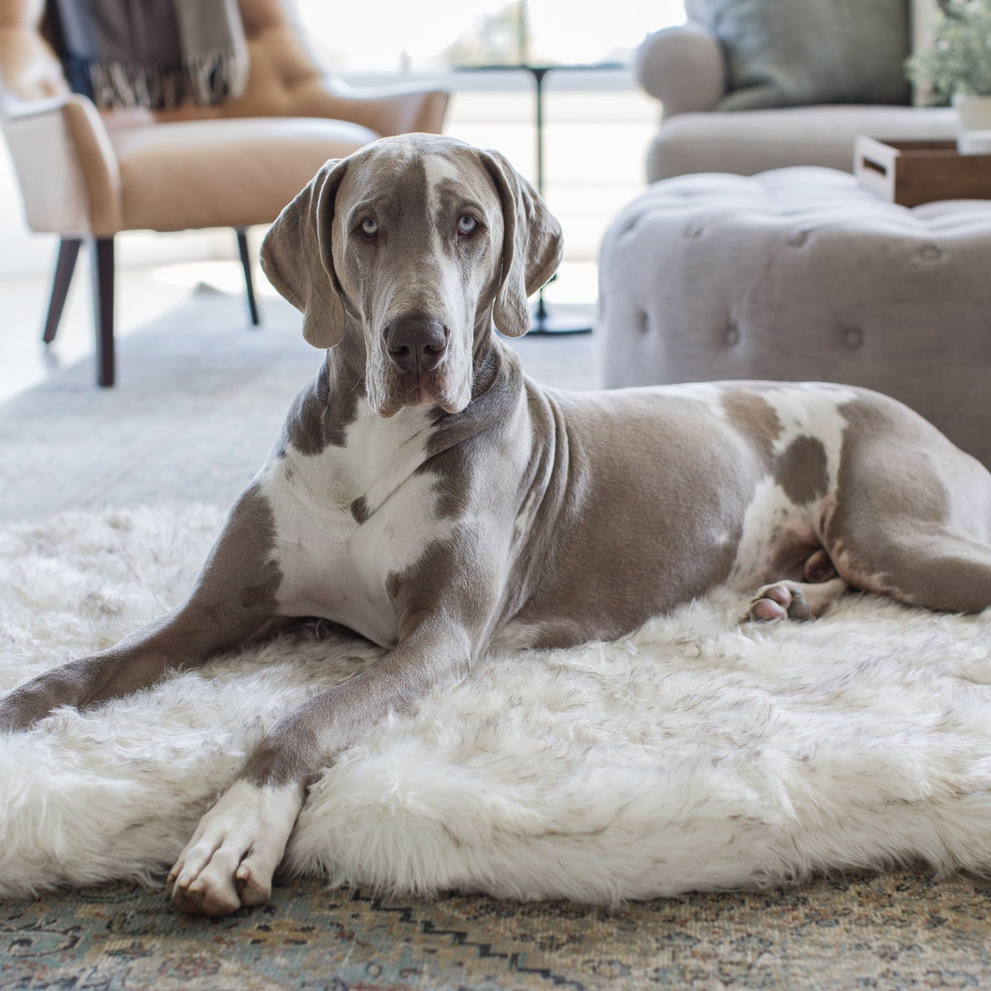 PupRugTM Faux Fur Orthopedic Dog Bed - Curve White with Brown Accents