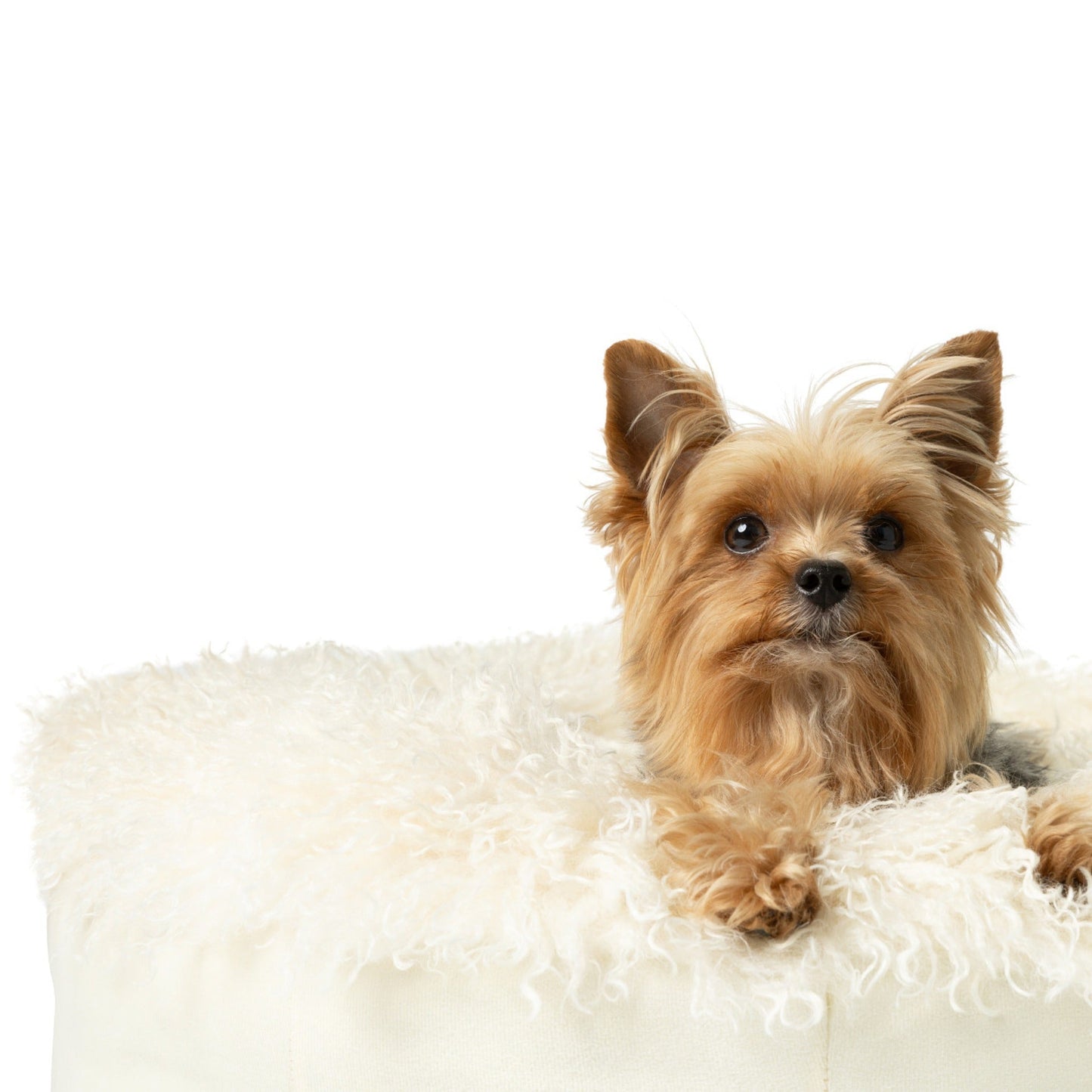 PupPoufTM Luxe Faux Fur Donut Dog Bed - Plush Sheep Ivory