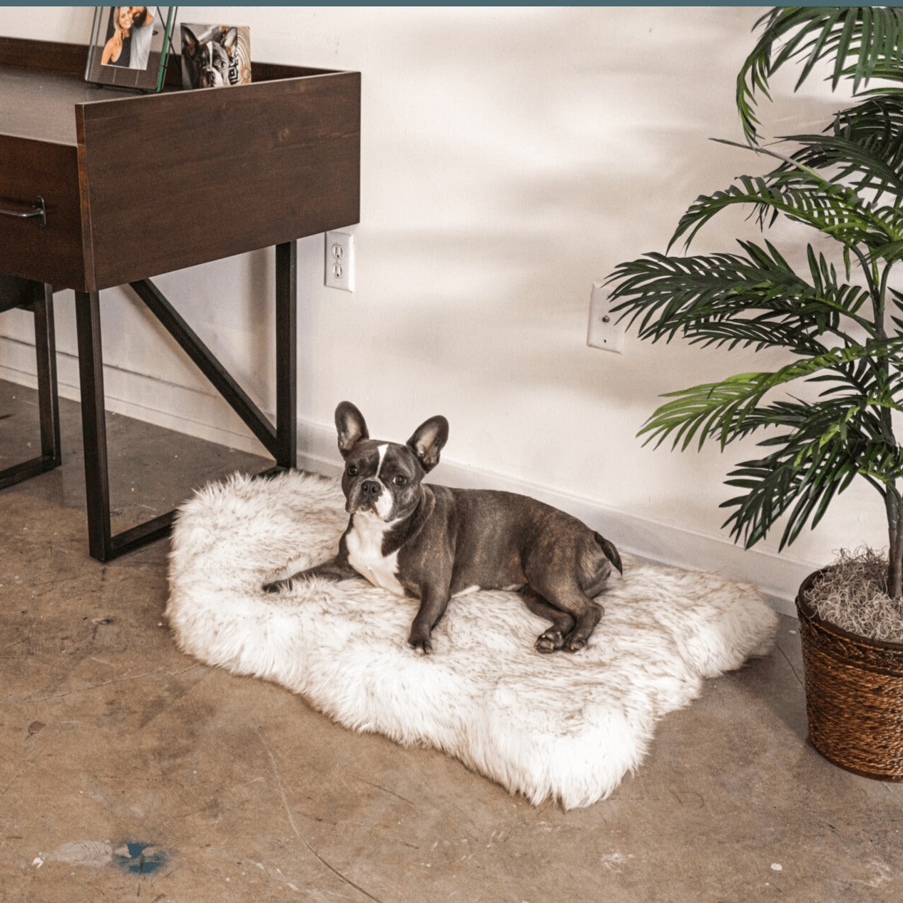 PupRugTM Faux Fur Orthopedic Dog Bed - Curve White with Brown Accents